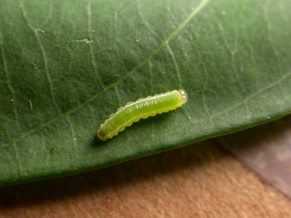 Episcada apuleia 3rd instar, KRW-221