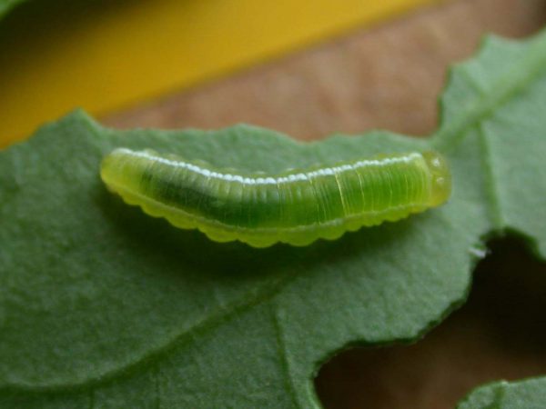 Episcada apuleia 3rd instar, KRW-227