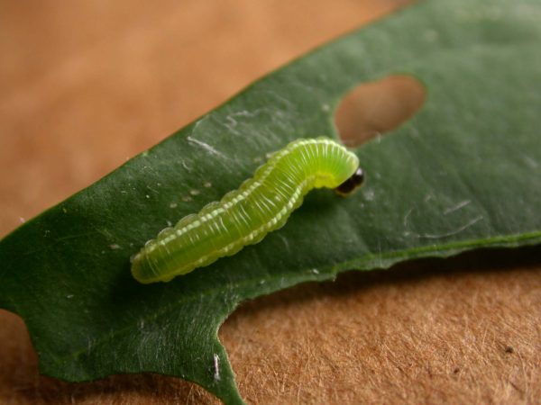 Episcada apuleia 4th instar, KRW-179