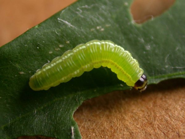 Episcada apuleia 4th instar, KRW-179