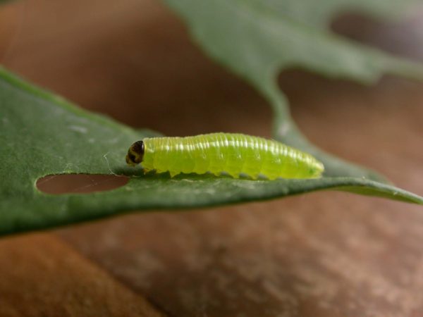 Episcada apuleia 4th instar, KRW-179