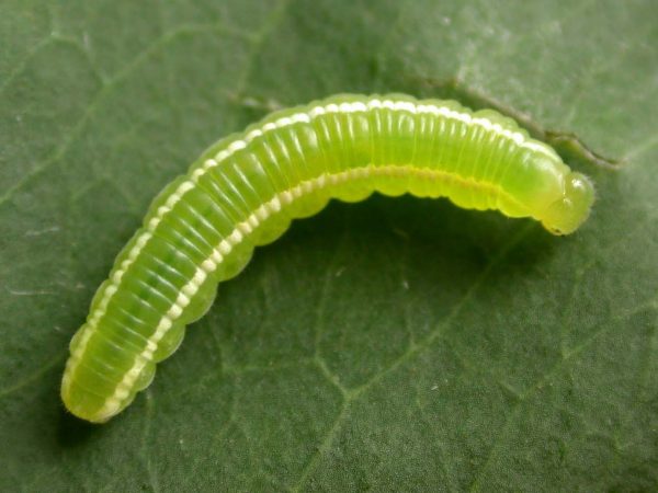 Episcada apuleia 4th instar, KRW-179