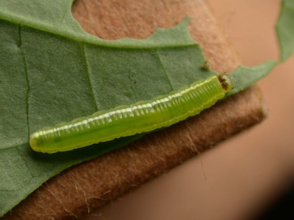 Episcada apuleia 4th instar, KRW-180