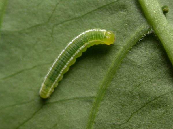 Episcada apuleia 4th instar, KRW-213