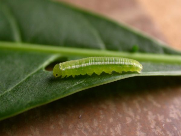 Episcada apuleia 4th instar, KRW-214