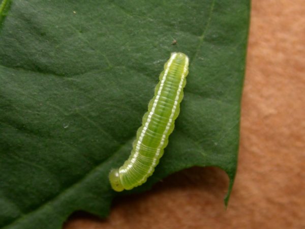 Episcada apuleia 4th instar, KRW-214