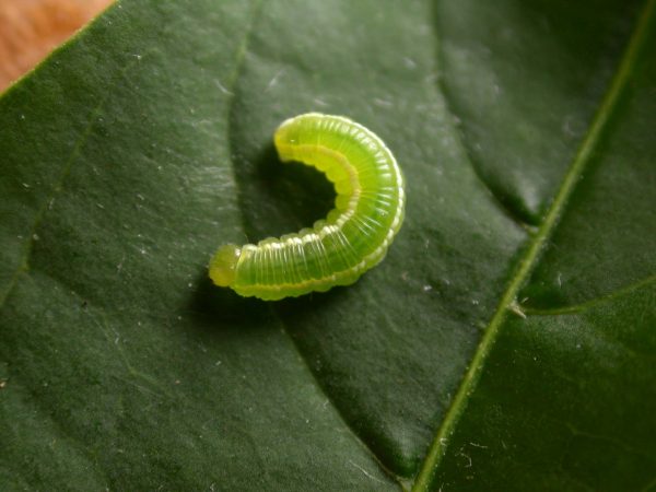 Episcada apuleia 4th instar, KRW-221