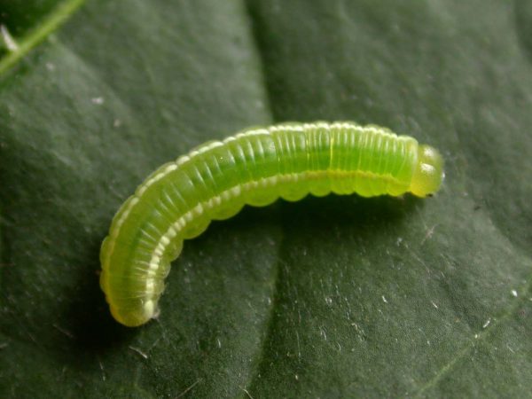 Episcada apuleia 4th instar, KRW-221