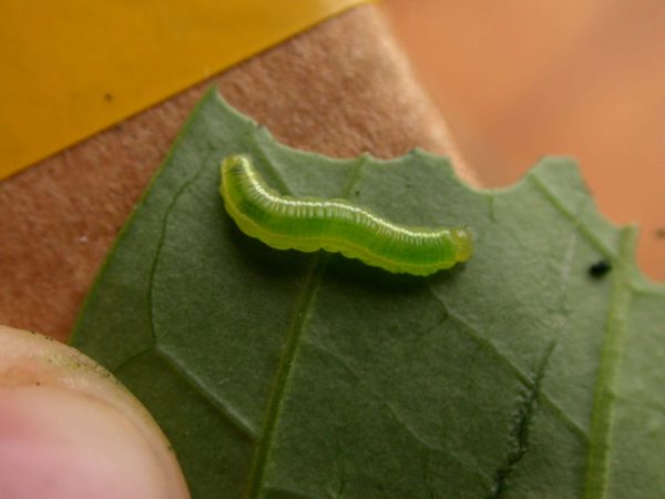 Episcada apuleia 4th instar, KRW-221