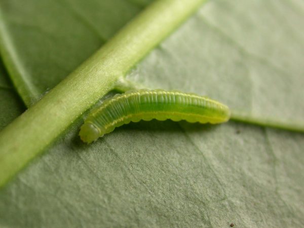 Episcada apuleia 4th instar, KRW-227