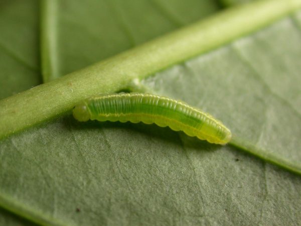 Episcada apuleia 4th instar, KRW-227