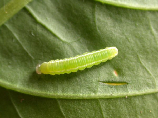 Episcada apuleia 4th instar, KRW-265