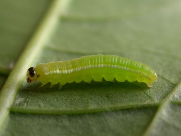 Episcada apuleia 4th instar, KRW-265