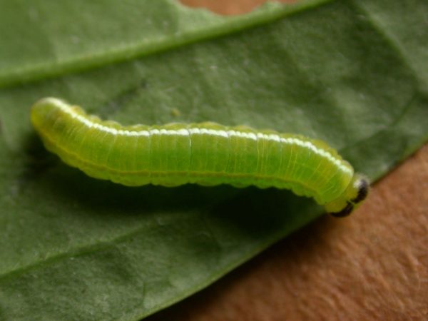 Episcada apuleia 5th instar, KRW-179