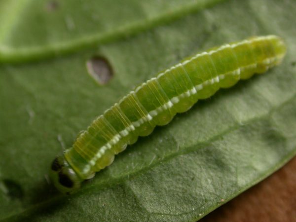 Episcada apuleia 5th instar, KRW-179