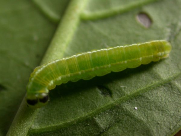 Episcada apuleia 5th instar, KRW-179