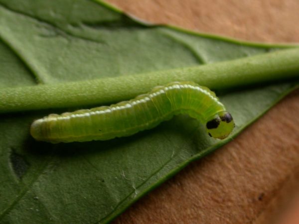 Episcada apuleia 5th instar, KRW-179