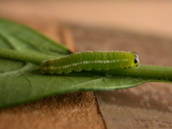 Episcada apuleia 5th instar, KRW-179