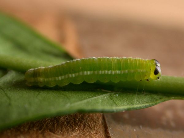 Episcada apuleia 5th instar, KRW-179