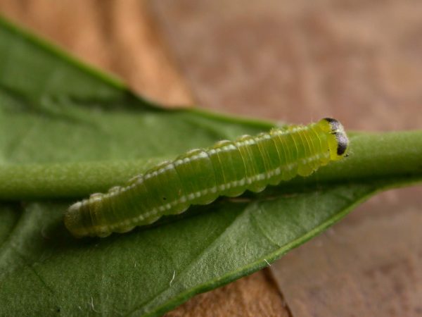 Episcada apuleia 5th instar, KRW-179