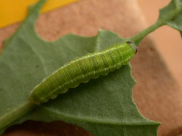 Episcada apuleia 5th instar, KRW-179