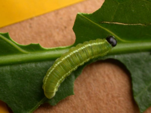 Episcada apuleia 5th instar, KRW-179