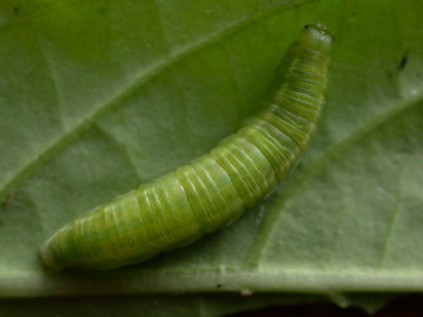 Episcada apuleia 5th instar, KRW-189