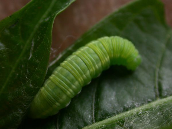 Episcada apuleia 5th instar, KRW-191