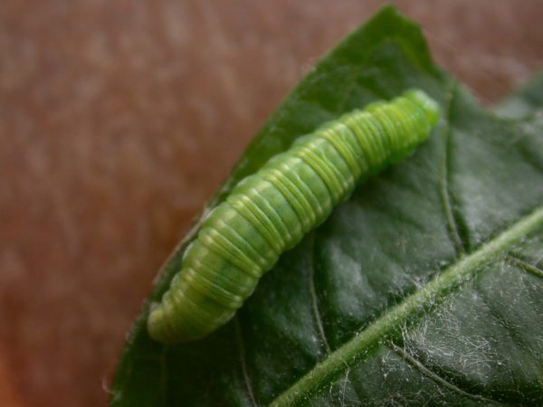 Episcada apuleia 5th instar, KRW-191