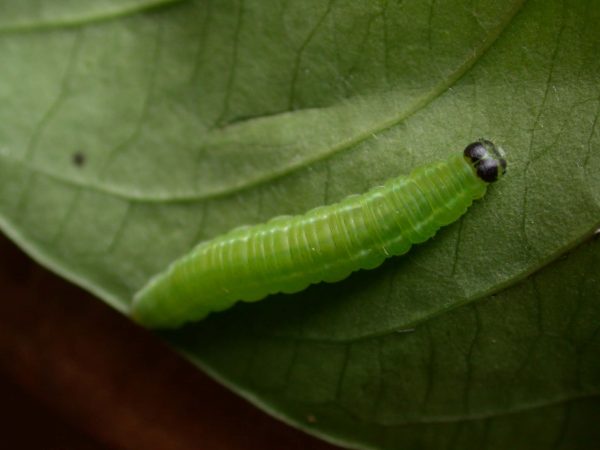 Episcada apuleia 5th instar, KRW-193