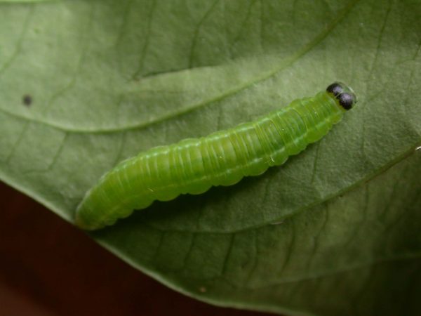 Episcada apuleia 5th instar, KRW-193