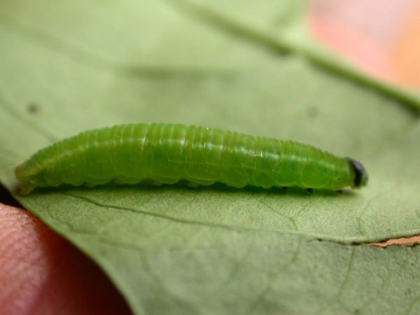 Episcada apuleia 5th instar, KRW-193