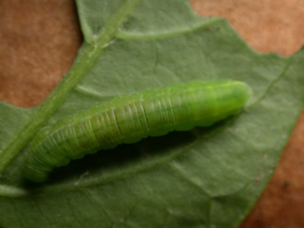 Episcada apuleia 5th instar, KRW-212