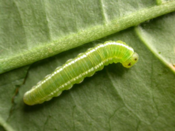 Episcada apuleia 5th instar, KRW-213