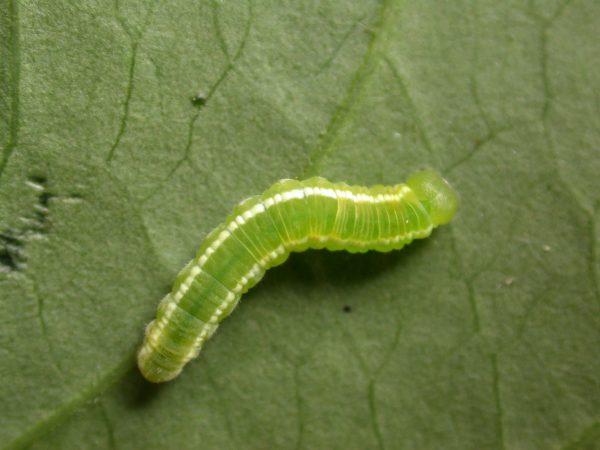 Episcada apuleia 5th instar, KRW-213