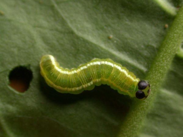 Episcada apuleia 5th instar, KRW-214