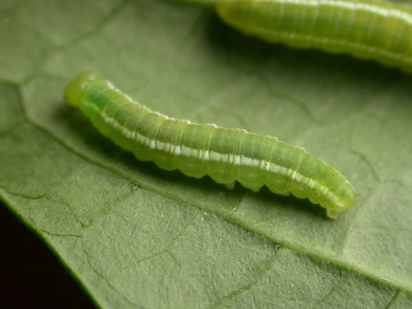 Episcada apuleia 5th instar, KRW-215