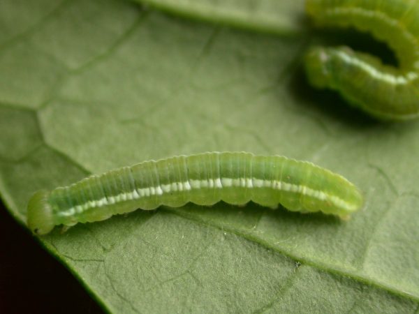 Episcada apuleia 5th instar, KRW-215