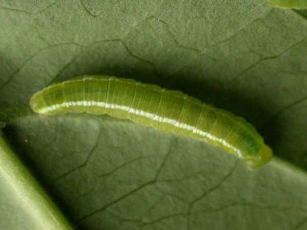 Episcada apuleia 5th instar, KRW-215