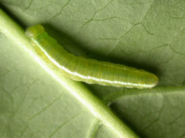 Episcada apuleia 5th instar, KRW-215