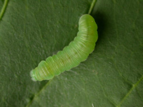 Episcada apuleia 5th instar, KRW-215