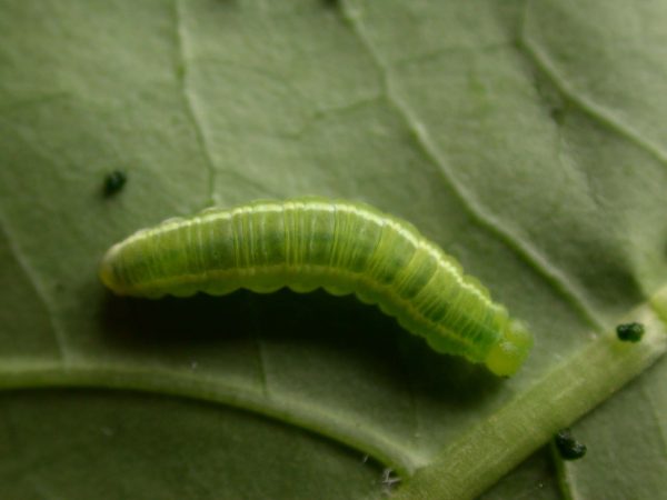 Episcada apuleia 5th instar, KRW-221