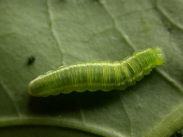 Episcada apuleia 5th instar, KRW-221