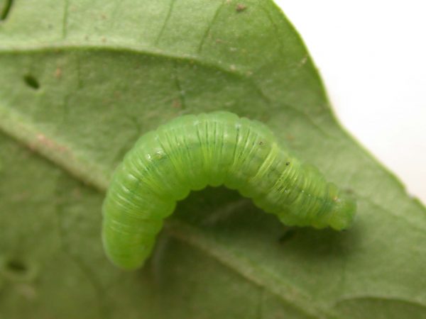 Episcada apuleia 5th instar, KRW-226