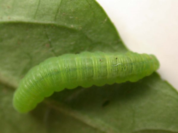 Episcada apuleia 5th instar, KRW-226