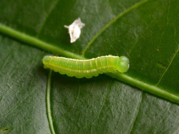 Episcada apuleia 5th instar, KRW-265