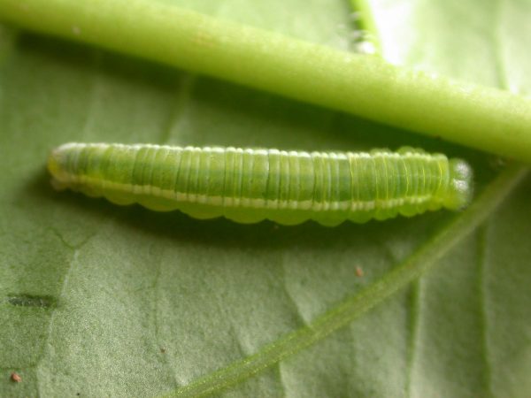 Episcada apuleia 5th instar, KRW-265