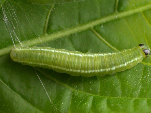 Episcada apuleia 5th instar, KRW-265