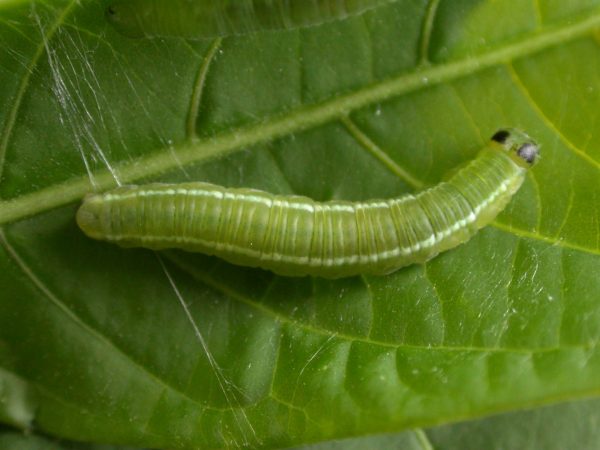 Episcada apuleia 5th instar, KRW-265