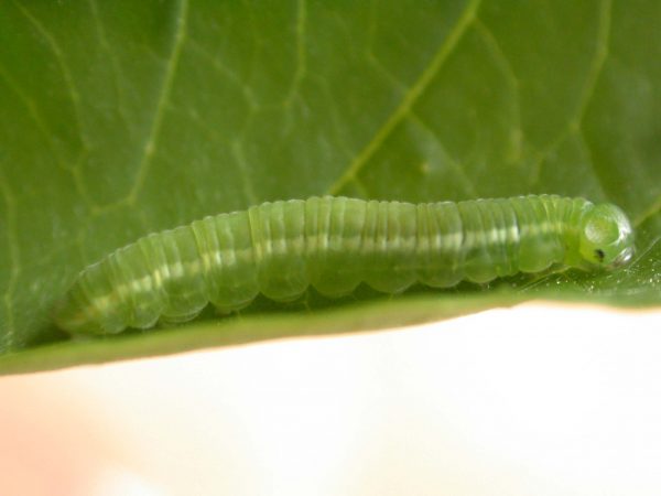 Episcada apuleia 5th instar, KRW-266